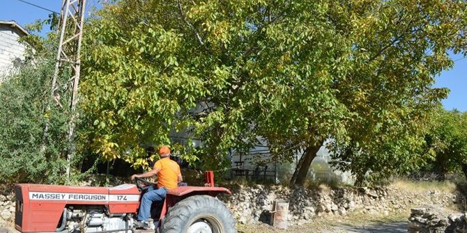 Adilcevaz’da Ceviz Hasadı