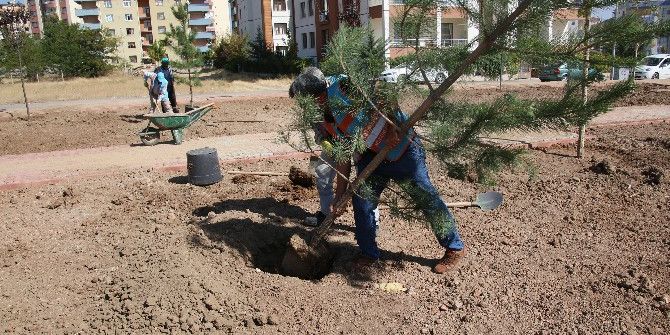 Elazığ’da Belediye Tarafından Yetiştirilen Ağaçlar Dikildi
