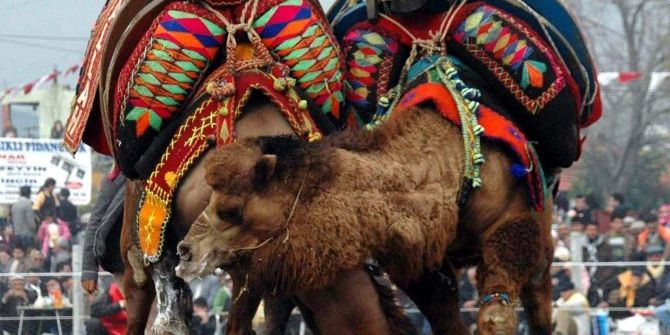 Deve Güreşi Takvimi Belirlendi, Develer Antrenmana Başladı