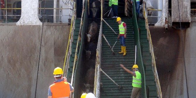 İthal Edilen 20 Bin Besilik Sığır Mersin’de