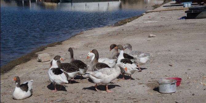 Kaz Sürüsü Balıkçı Barınağını Mesken Tuttu