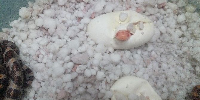 Adrenalin Dünyası’nın Yeni Sakini, Albino Mısır Yılanı