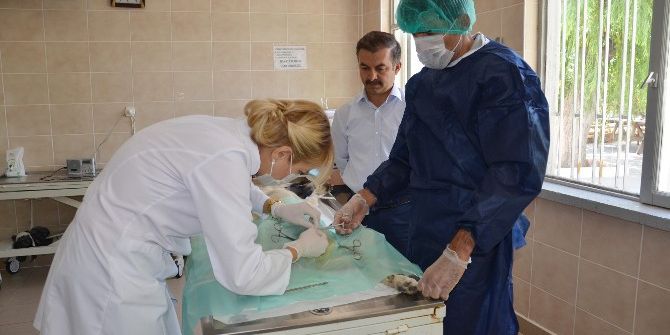 Sokak Hayvanlarına Yönelik Çalışmalar Devam Ediyor