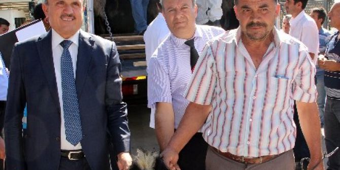 126 Damızlık Kıl Keçisi Oğlağı Dağıtıldı