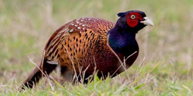 Samsun’da 147 Endemik Bitki İle 1 Endemik Memeli Tespit Edildi