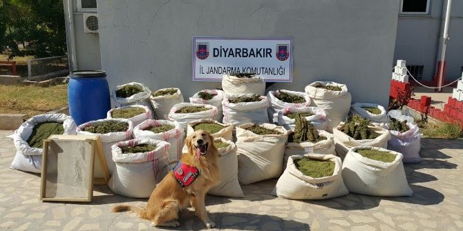 Diyarbakır’da 466 Kilo 800 Gram Esrar Ele Geçirildi