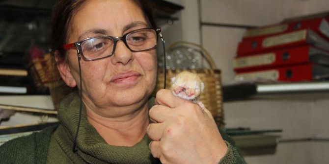 3 Gözlü, 2 Burunlu Doğan Kedi, Görenleri Şaşırttı