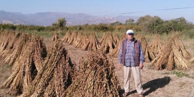Aydın’da Susam Hasadı Başladı, Üreticiler Domuzlardan Tedirgin