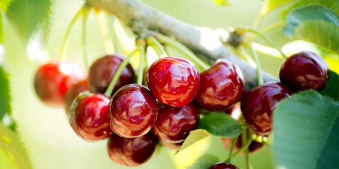 Taze Kiraz Ve Üzüm Sektörü Yeni Pazarlara Açılıyor