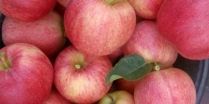 Elma Dalında Kaldı