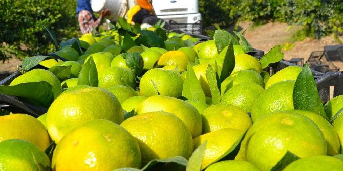 Narenciye Üreticisinin Gözü Putin’in Ziyaretinde