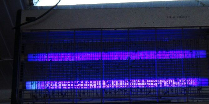 İslahiye’de Karasinek İstilası