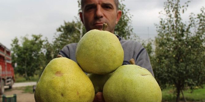 Bu Armutların Bir Tanesi 4 Kişiyi Doyuruyor