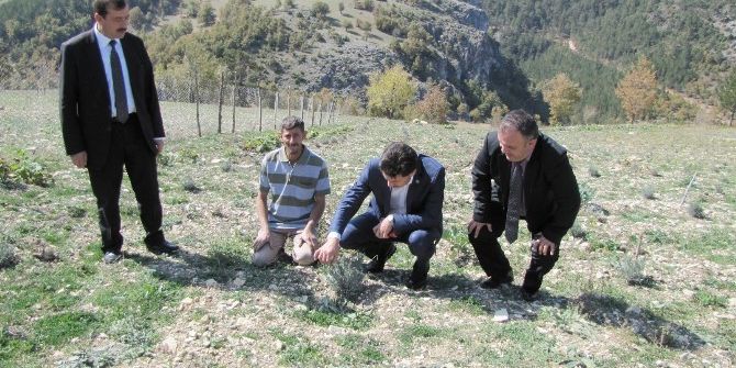 Müdür Gümüş’ten Çiftçilere “Lavanta Yetiştirin” Tavsiyesi