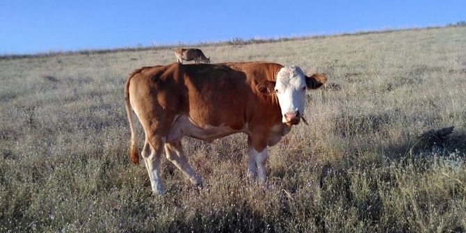 Adilcevaz’da İnek Hırsızlığı