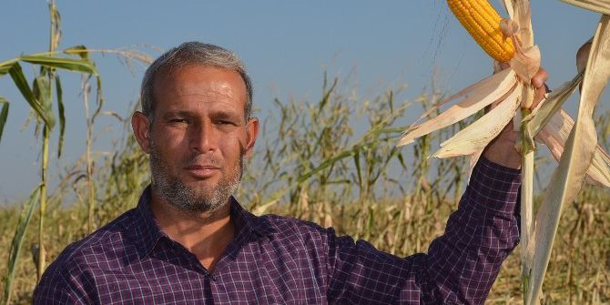 Mısırları Bir Gecede Kayboldu