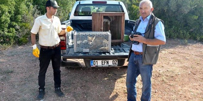 Yaralı Tilki Tedavisinin Ardından Doğaya Salındı
