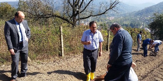 Bartın’ın Köylerinde Salep Bitkisi Üretimine Başlandı