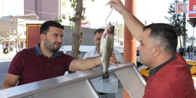 Silopi’de Balık Satışları Esnafı Sevindirdi