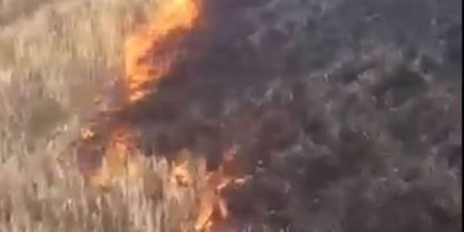 Anız Yangınından Sıçrayan Alevler Ağaçlandırma Sahasındaki Fidanları Kül Etti