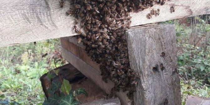 Sinop’ta Arı Kovanlarına Sonbahar Bakımı