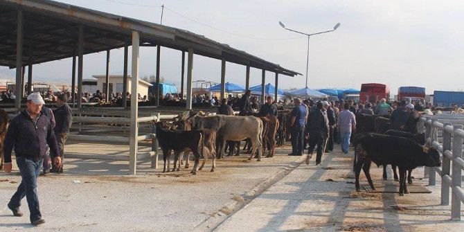Sungurlu’ya Modern Hayvan Pazarı