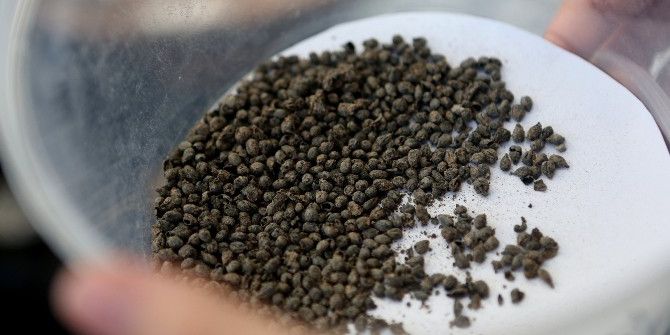 İzmir’de 5 Bin Yıllık Üzüm Çekirdekleri Bulundu