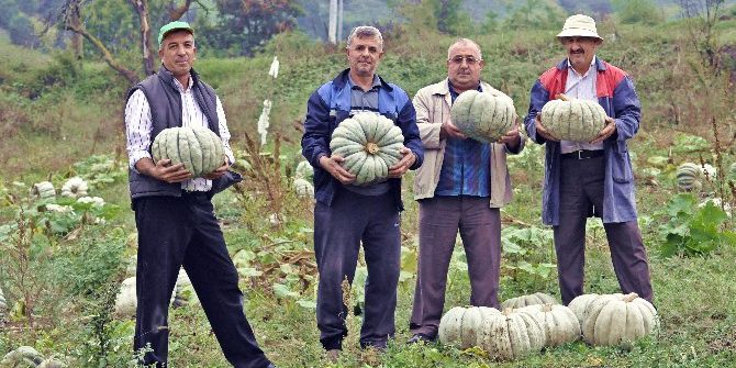 Sakarya’da Balkabağı Hasadı Başladı
