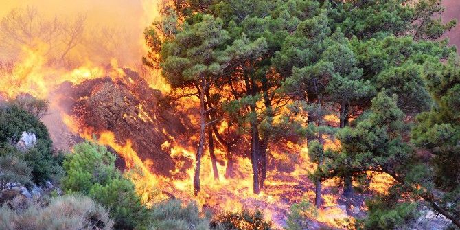 Aydın’da Orman Yangını