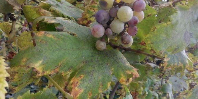 Karaçatlak Üzümünü Nesilden Nesile Aktarıyor