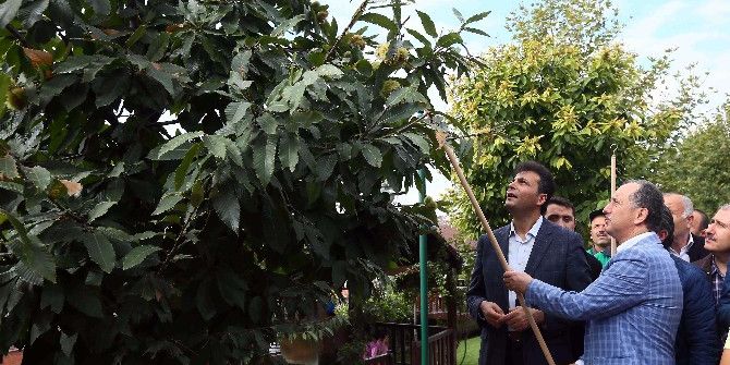 Bağcılar’da, Kestane Hasadı Zamanı