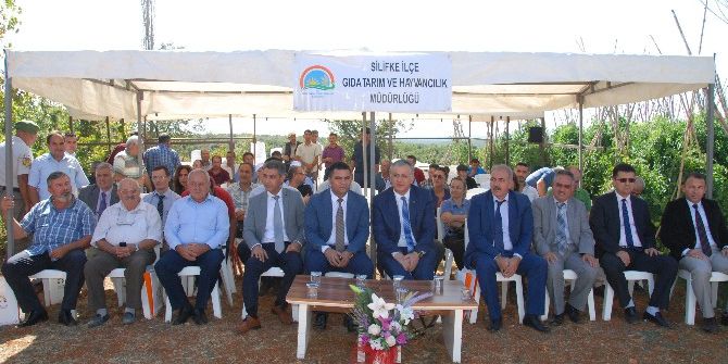 Silifke’de İyi Tarım Uygulamaları Sertifika Dağıtım Ve Tarla Günü Etkinliği