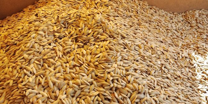 Tescilli Kabak Çekirdeğinin Hasadı Başladı