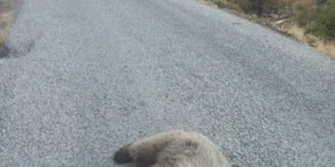 Dağdan Köye İnen Ayıya Araba Çarptı