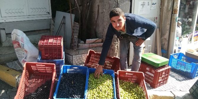 Hisarcık’ta Salamura Zeytin Yapımı