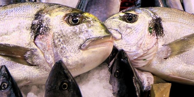 Denizlerde Çipura Sezonu Başlıyor