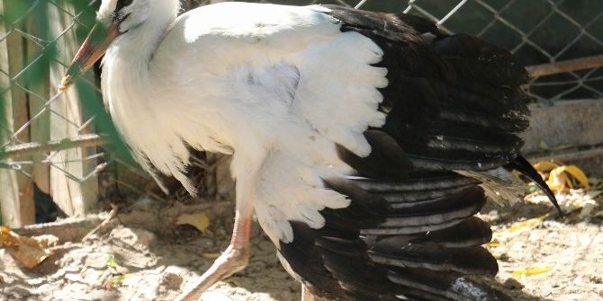 Yaralı Yavru Leylekler Koruma Altına Alındı