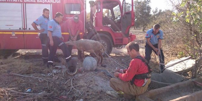 Kuyuya Düşen Keçi Ve Koyun İtfaiye Tarafından Kurtarıldı