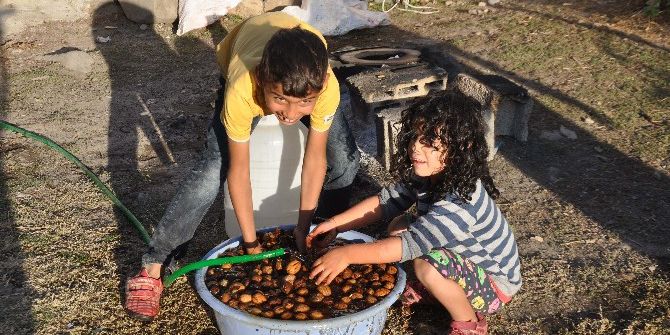 400 Yıllık Ceviz Ağaçlarında Hasat Başladı