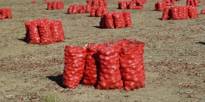 Başkent’te Soğan Çiftçiyi Bu Sene Üzdü