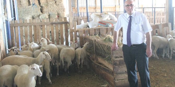 Bursa’da Özel Bir Koyun Irkı Geliştiriliyor