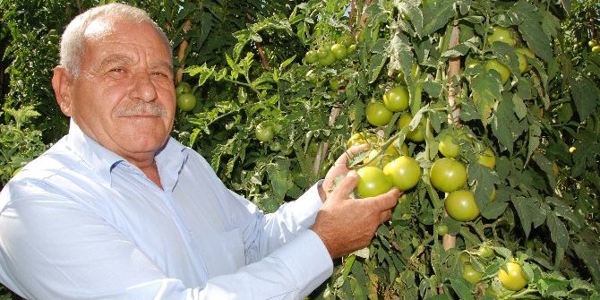 Yayla Domatesi Üreticisinin Yüzünü Güldürdü
