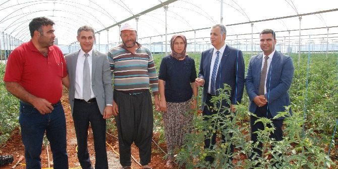 Silifke Kaymakamı Cinbir Domates Serasını Gezdi