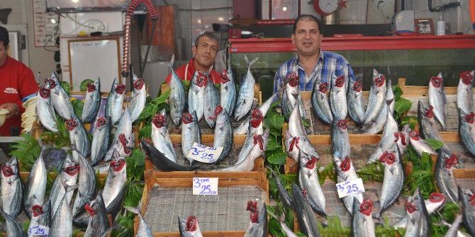 Palamut Azaldı Fiyatı Arttı