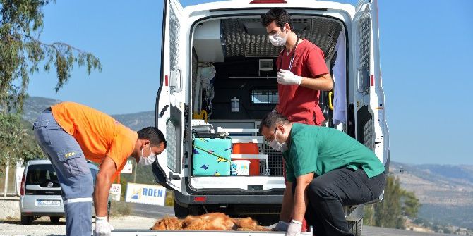 Büyükşehir Belediyesi’nden ‘Hayvan Ambulansı’ Hizmeti