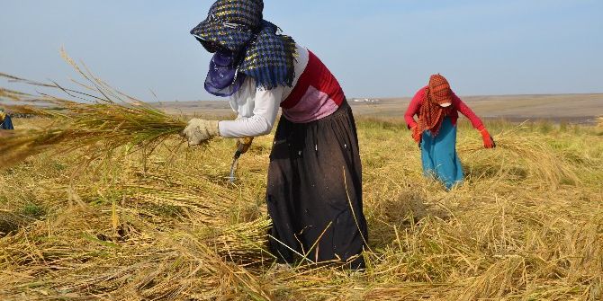 Günlük 30 Lira Yevmiye İle Çeltik Hasadı