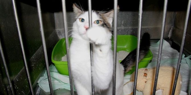 Ydü Hayvan Hastanesi 7/24 Hizmette