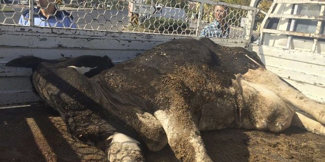 Vatandaş Hastalıklı Et Yemekten Kurtarıldı