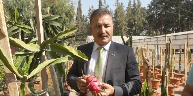 Toroslar’da Ejder Meyvesi Sevinci