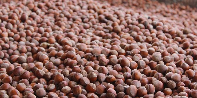 Fındıkta Sezonun En Düşük Fiyatı